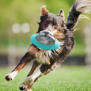BrainBite Interaktives Hundespielzeug mit Futterausgabe