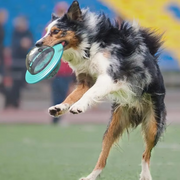 BrainBite Interactive Food-Dispensing Dog Toy