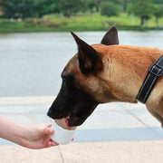 AquaPup Water Bottle with Built-In Bowl